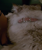 Nine-Lives-808.jpg